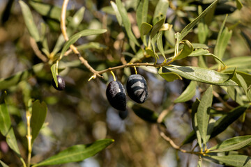 olive olives leaf tree food background