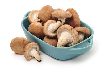 Shiitake mushroom on the White background 