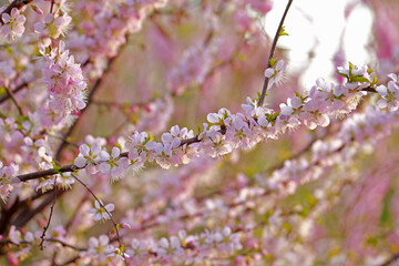 In full bloom in the peach blossom
