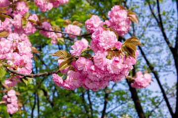 pink cherry blossom on a sunny day. nature beauty in springtime