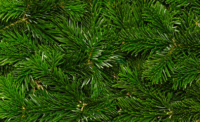Christmas tree background. Texture of green branches of Nordmann fir tree, close-up. Natural winter and holiday backdrop