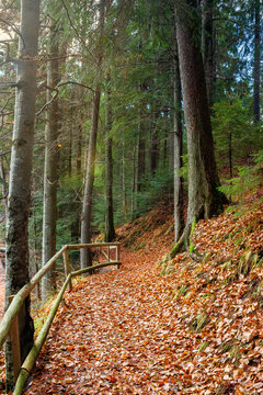 pathway through the forest. beautiful autumn scenery. wooden fence along the walkway covered in fallen foliage