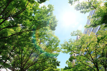 ビルと新緑からの木漏れ日