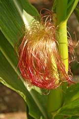 fleur du maïs