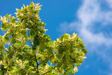 lush linden branch in green foliage. summer nature background. sunny weather with blue sky