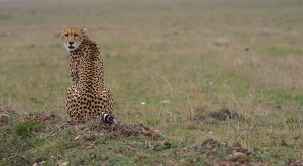 cheetah sitting in masai mara kenya looking back