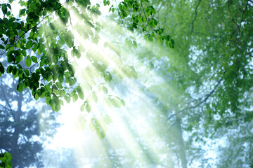 差し込む木漏れ日