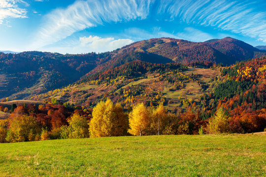 countryside scenery in fall season. trees on grassy mountain hills in fall colors. beautiful sunny weather with fluffy clouds on the sky
