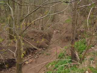 The flowers and trees in the Danish forests and landscapes of the mainland of Jutland (Jylland), Denmark