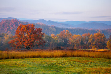 Fototapeta premium gorgeous countryside at dawn in autumn. trees in colorful foliage on the grassy field. mountains in the distance