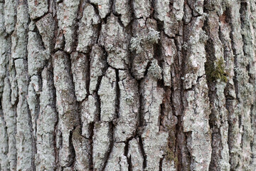 Naklejka premium Relief texture of oak bark. Tree bark.