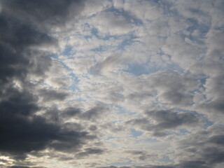 The flowers and trees in the Danish forests and landscapes of the mainland of Jutland (Jylland), Denmark