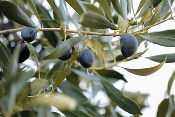 olive olives leaf tree food background