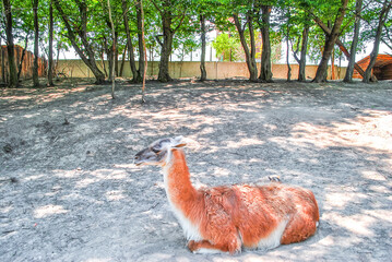 Brown llama lying on ground in shade