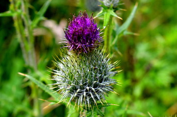 The beautiful Danish flowers and landscapes of the forests and country side of Jylland (Jutland) in Denmark