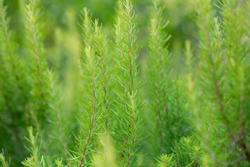 Rosemary growing in garden. Traditional Mediterranean spice. Kitchen herbs.