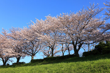 Fototapeta premium 桜並木