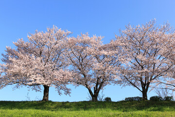 Fototapeta premium 桜並木