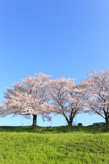 Fototapeta na wymiar 桜並木