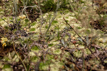Sedum purple. Hare cabbage. 
