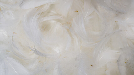 White  soft feathers background.