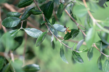 Feijoa fruits growing on the tree