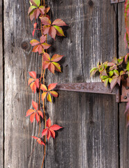 Fototapeta premium Branch of wild grape on the background of old wooden door
