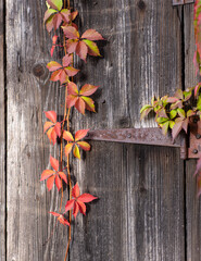 Branch of wild grape on the background of old wooden door