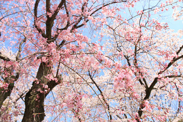 大阪城の桜
