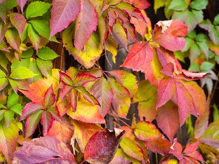Red leaves of wild grape