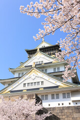 Fototapeta premium 大阪城と桜