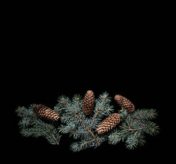 Fir cones and spurce branch on a black background
