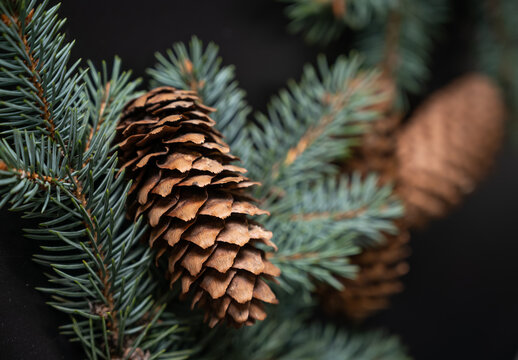 Fir cones and spurce branch on a black background