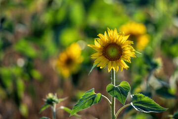 sunflower field