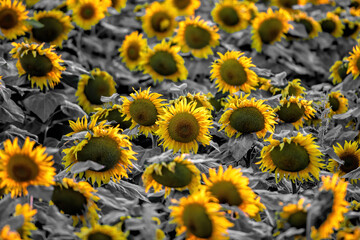 sunflower field