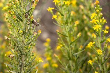 Yellow Green Flower on field Plant Hypericum perforatum St. John's wort grasshopper sitting on leaf