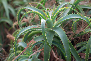 Fototapeta premium Aloe Vera growing in farm garden