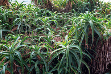 Obraz premium Aloe Vera growing in farm garden