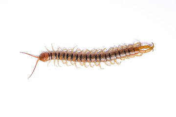 Top figure of Scolopendra with white background.