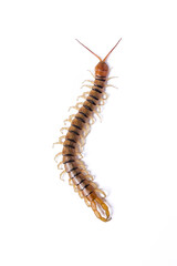 Top figure of Scolopendra with white background.