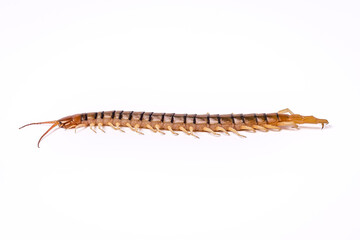 Side figure of Scolopendra with white background.