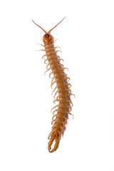 Image of Scolopendra's abdomen with white background.