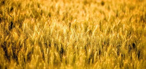 gold color wheat field