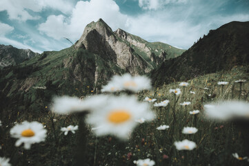 Bergsommer Blumen in den Allgäuer Alpen bei Oberstdorf, Oytal