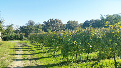 Fototapeta na wymiar green grape rows at sunny autumn day