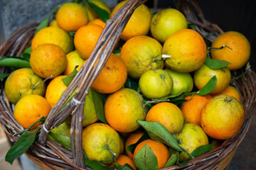 Basket with orangesю Citrus harvest in Sicily, Italy.