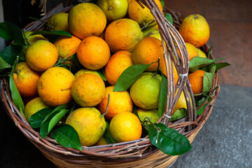 Basket with orangesю Citrus harvest in Sicily, Italy.