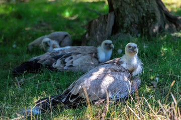 vultures resting on the ground