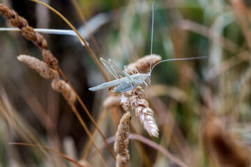 Grasshopper (Phaneroptera) close-up on a summer, cloudy day