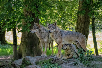 gray wolf pack